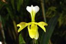 Paphiopedilum villosum alba